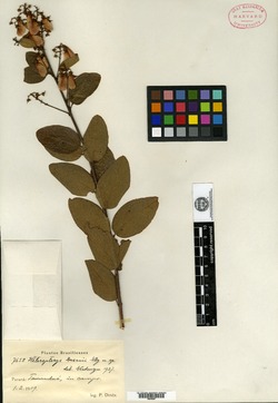 Heteropterys prunifolia image