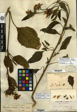 Helianthus scaberrimus image