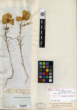 Godetia amoena var. albicaulis image