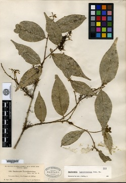 Daphnopsis tuerckheimiana image