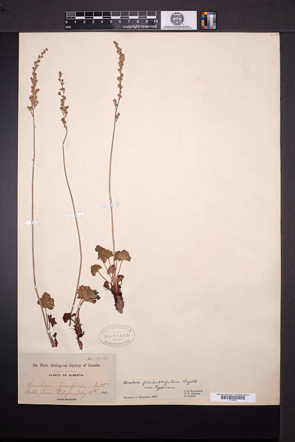 Heuchera flabellifolia image