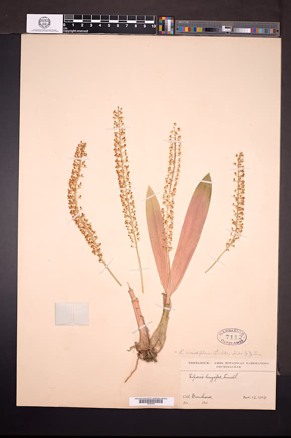 Liparis viridiflora image