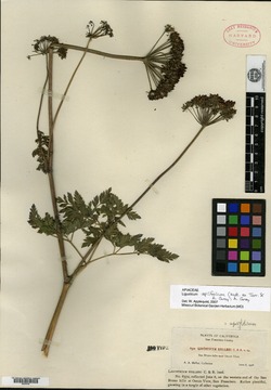 Ligusticum apiodorum var. helleri image