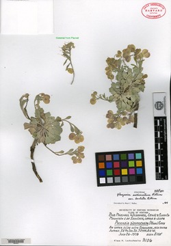 Physaria saximontana var. dentata image