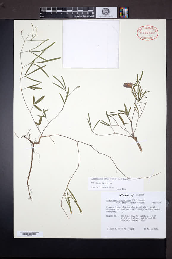 Centrosema virginianum image