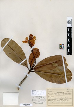 Wallacea multiflora image