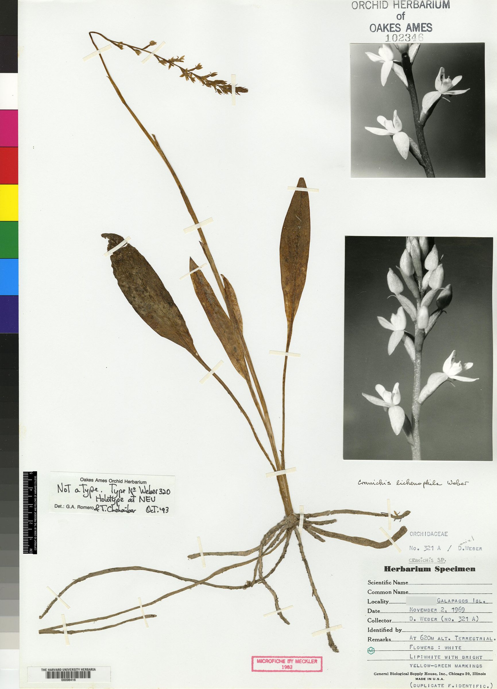 Cranichis pycnantha image