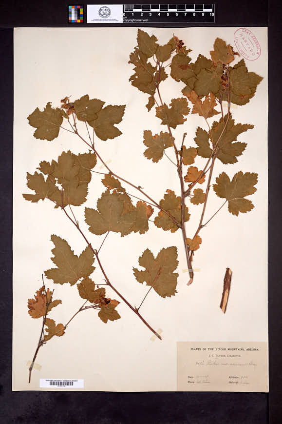 Rubus neomexicanus image