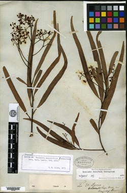 Nectandra salicina image