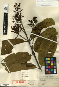 Vochysia boliviana image