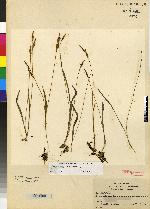 Basiphyllaea angustifolia image