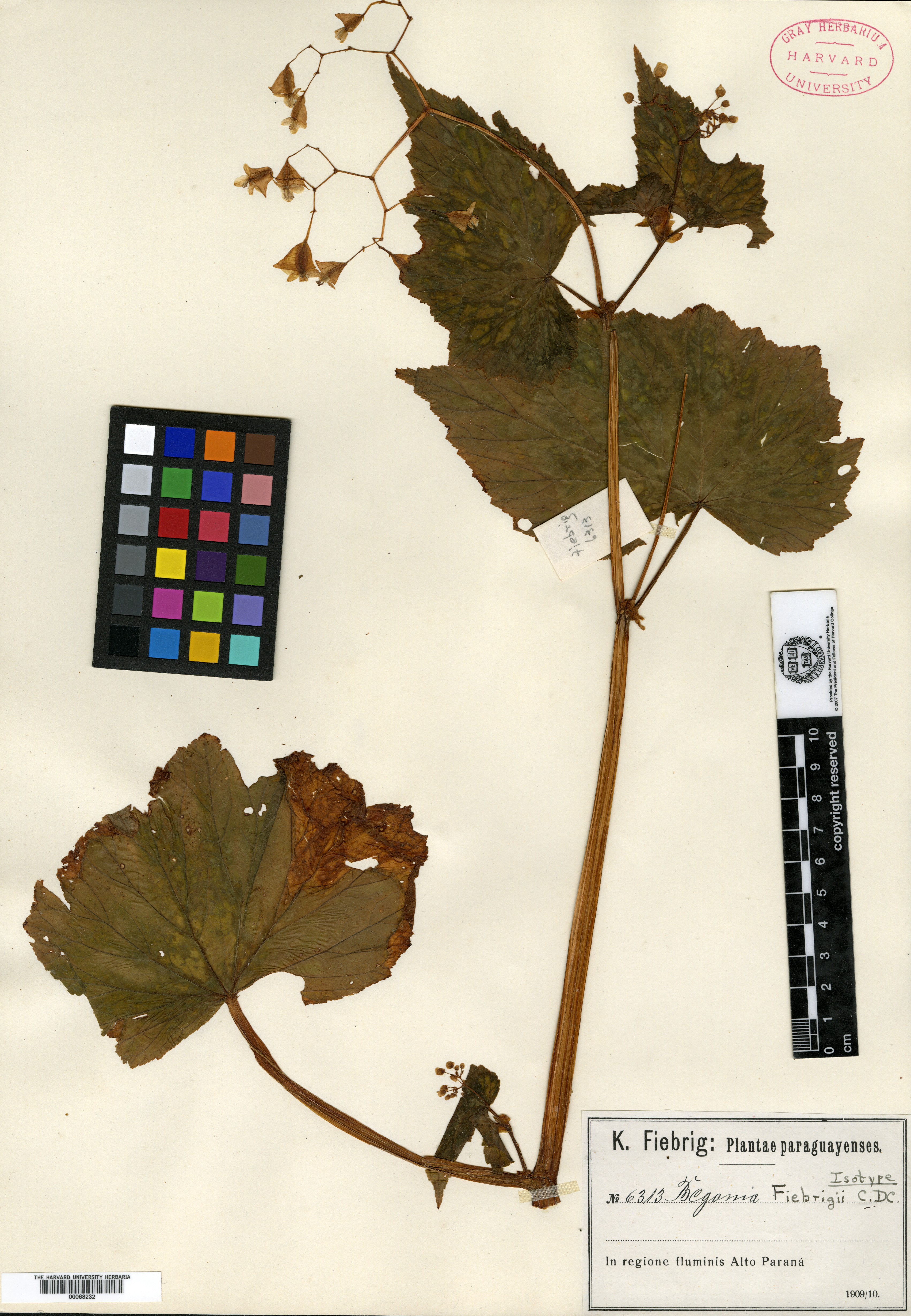 Begonia fiebrigii image