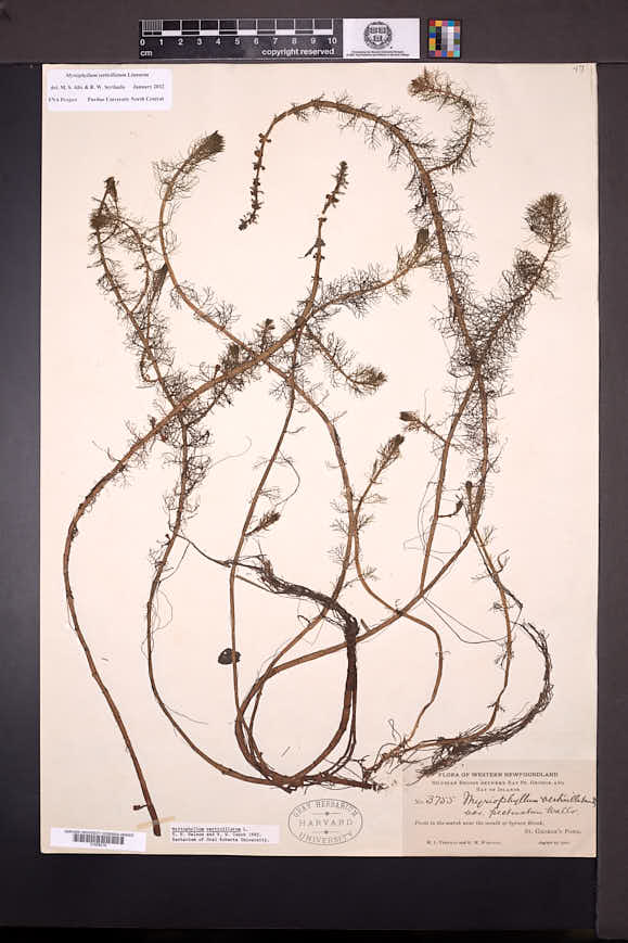 Myriophyllum verticillatum image