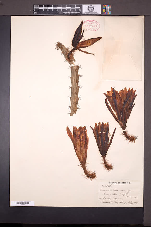 Disocactus schrankii image