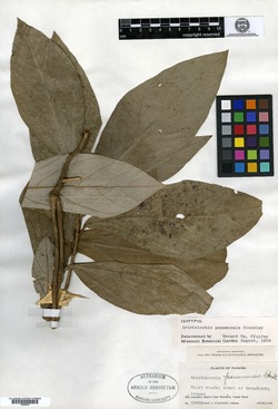 Aristolochia panamensis image