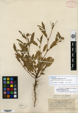 Waltheria operculata image