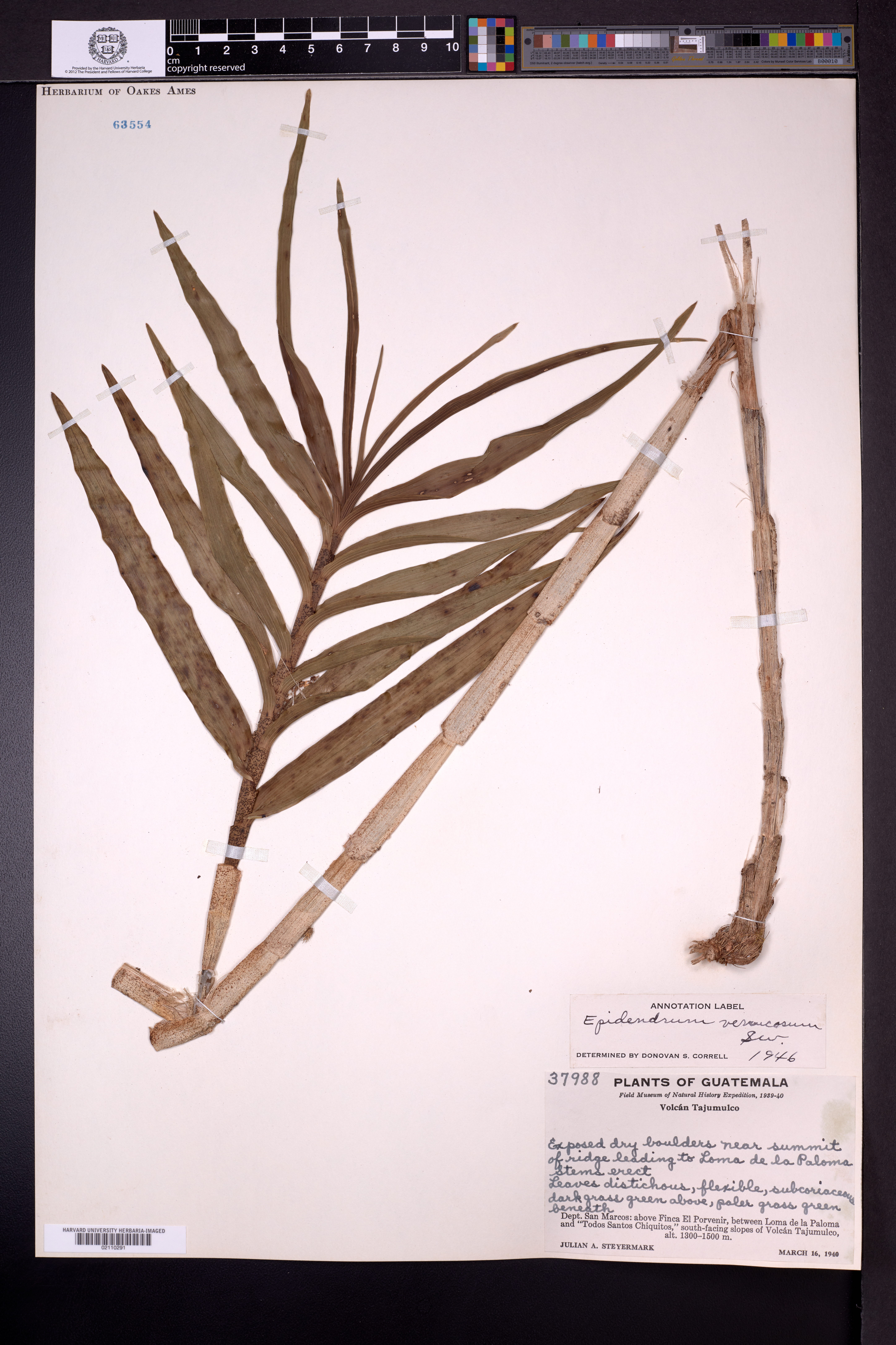 Epidendrum verrucosum image