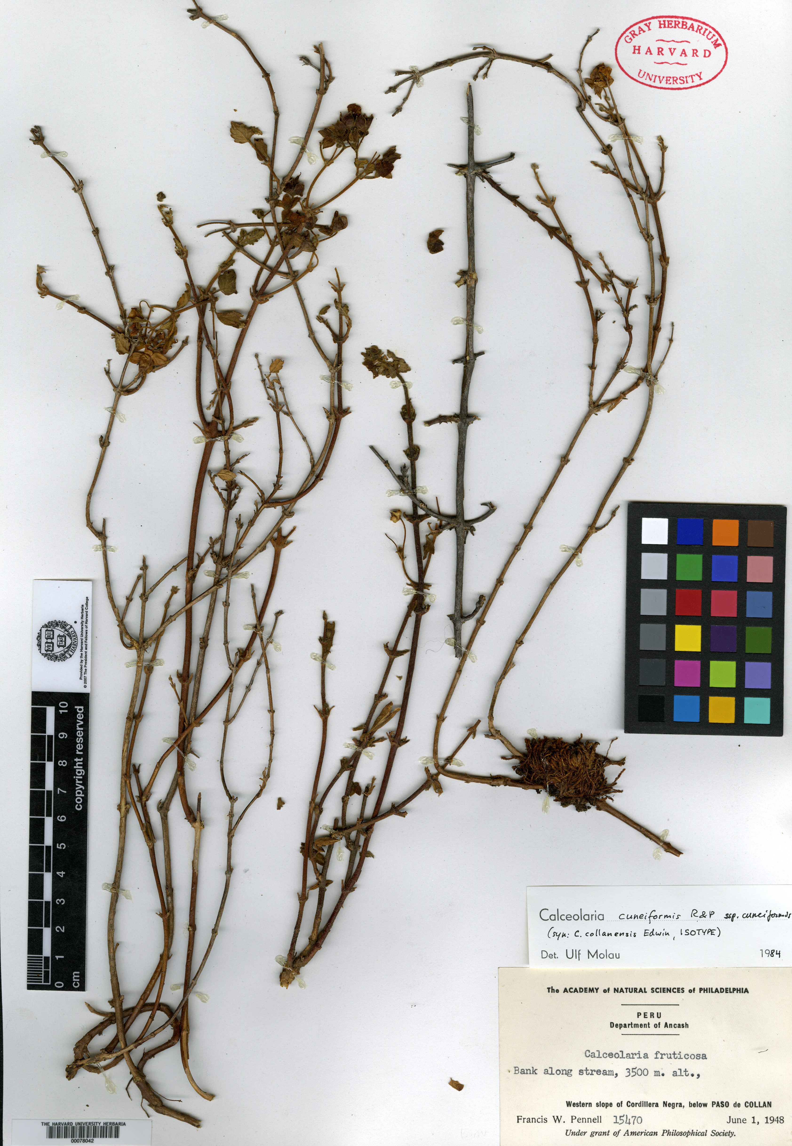 Calceolaria cuneiformis subsp. cuneiformis image