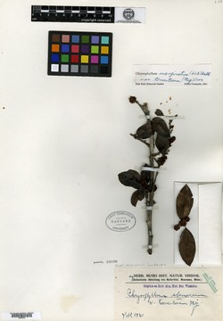 Chrysophyllum marginatum subsp. tomentosum image