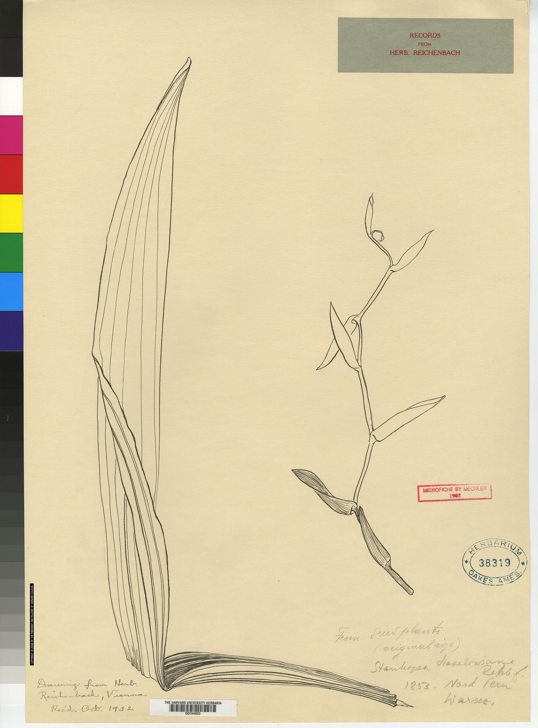 Stelis affinis image