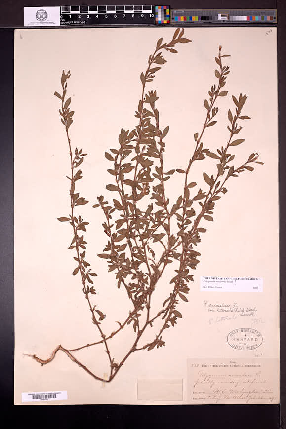 Polygonum aviculare subsp. buxiforme image