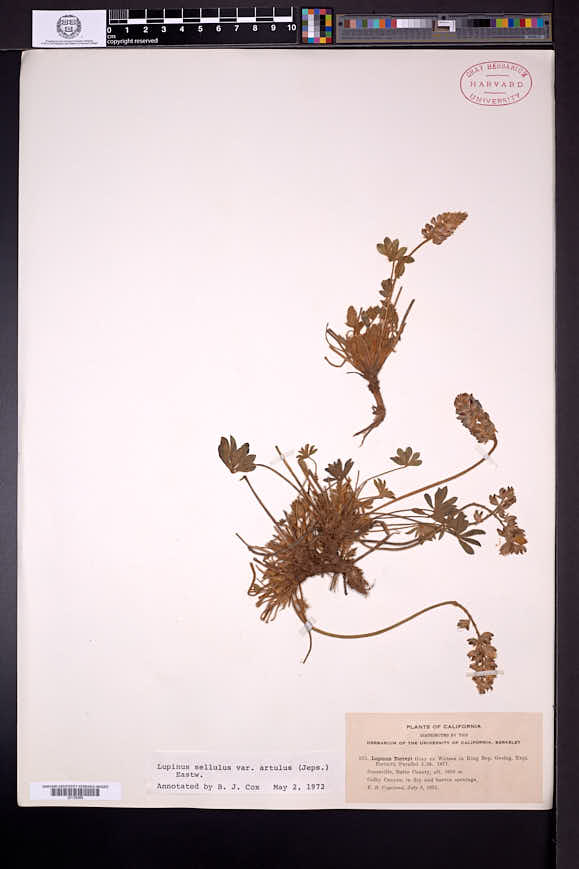 Lupinus sellulus var. artulus image