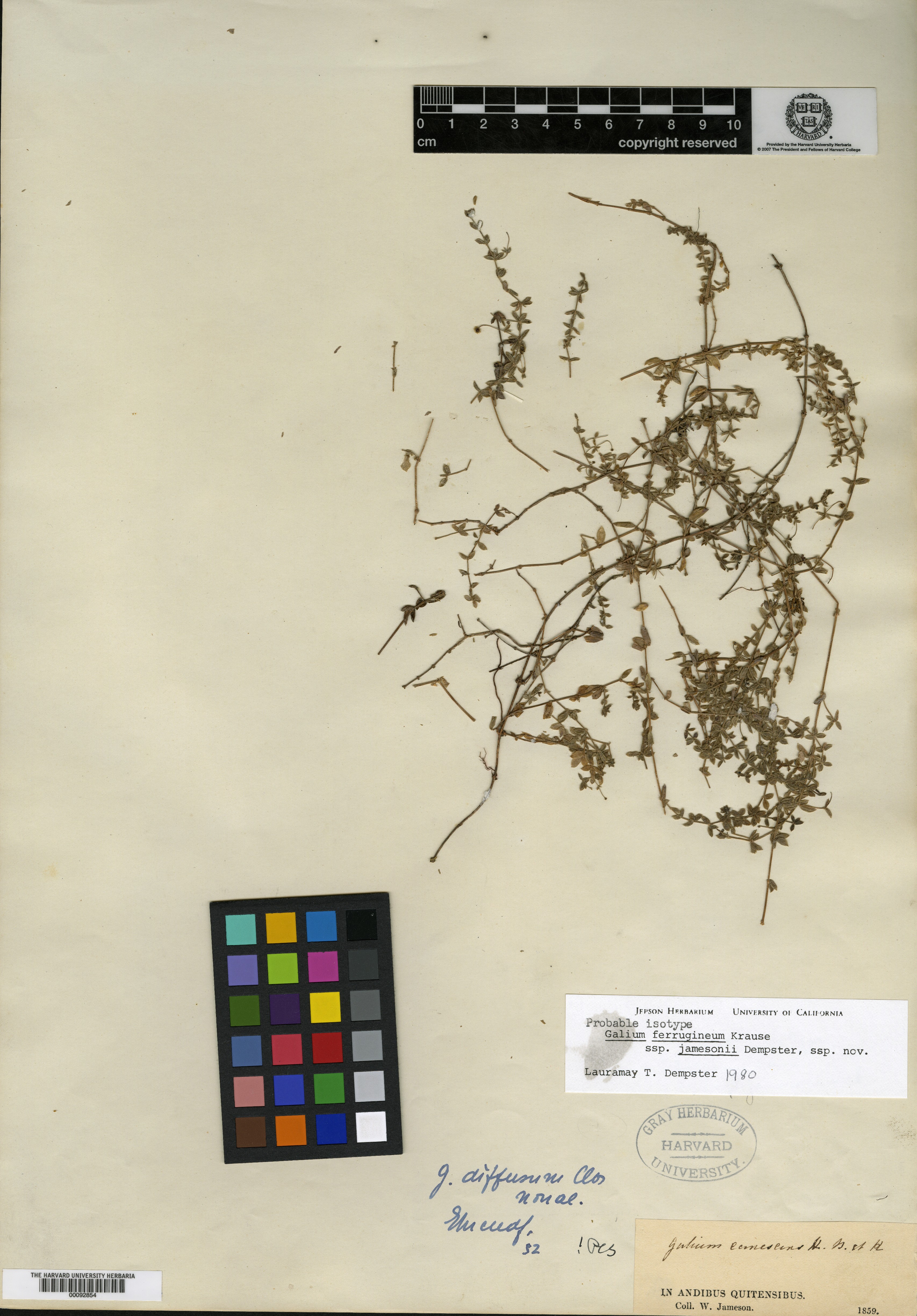 Galium ferrugineum subsp. jamesonii image