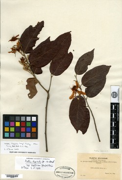 Capparis eucalyptifolia image