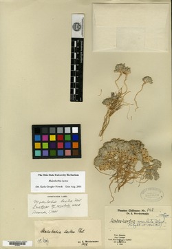 Malesherbia rosulata image