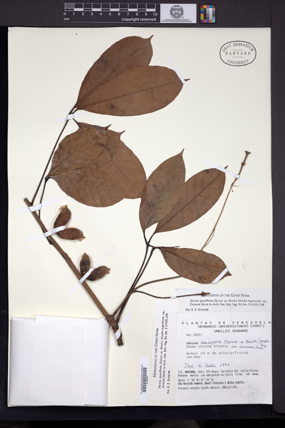 Hieronyma macrocarpa var. spruceana image