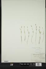 Polygala verticillata image