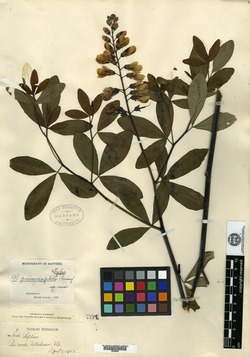 Baptisia psammophila image