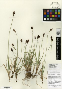 Carex orestera image