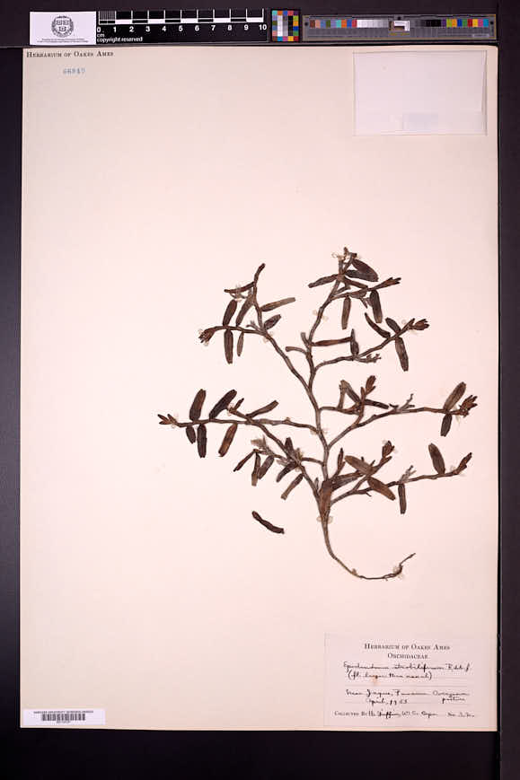 Epidendrum strobiliferum image