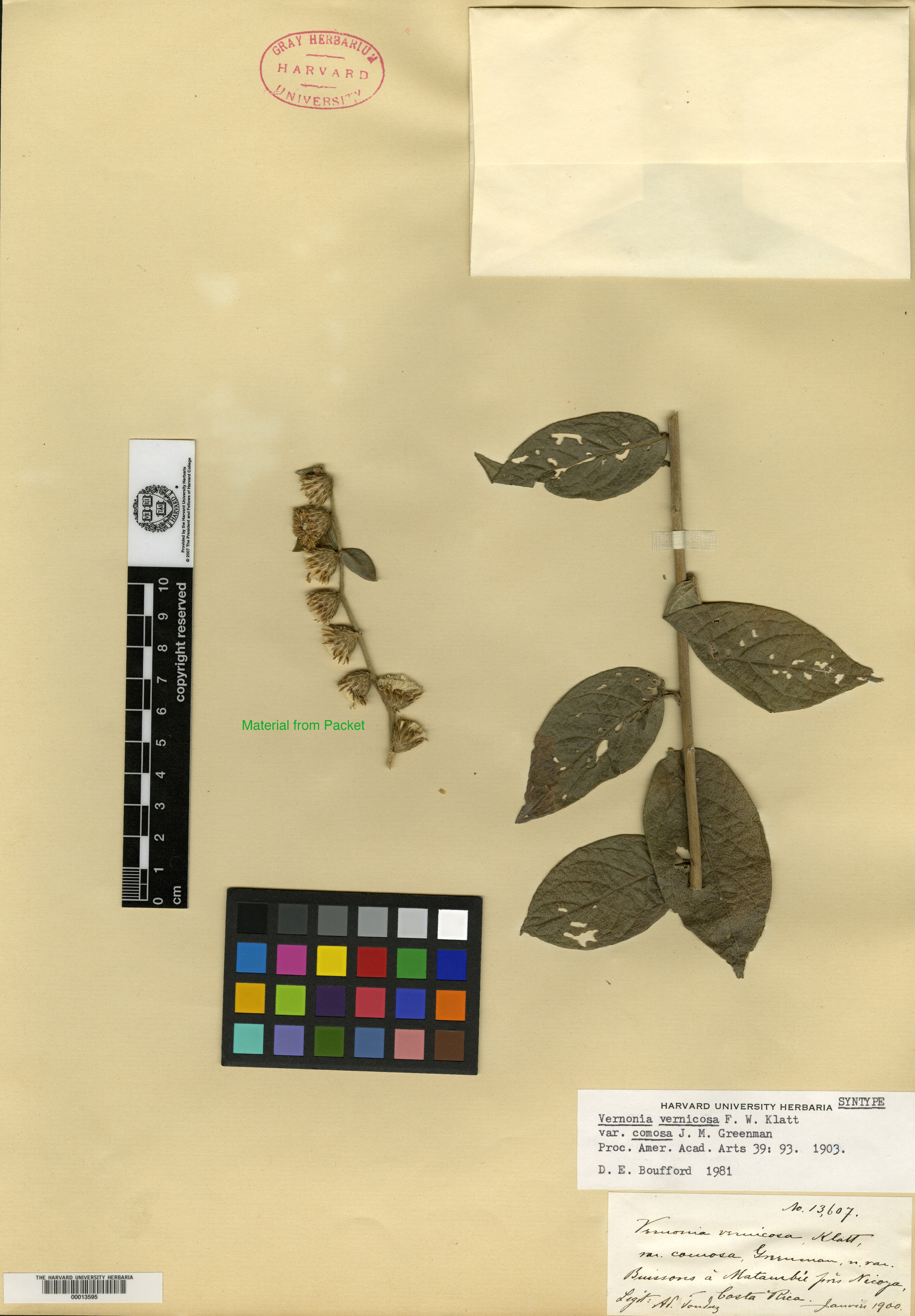 Lepidaploa vernicosa image