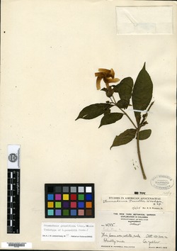 Tabernaemontana grandiflora image