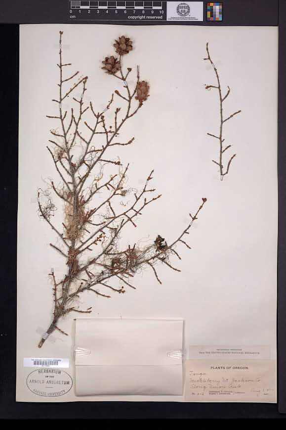 Tsuga heterophylla image