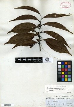 Guatteria maypurensis image