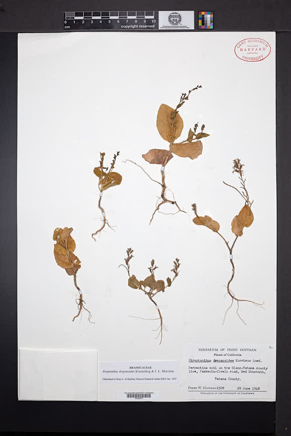 Streptanthus drepanoides image