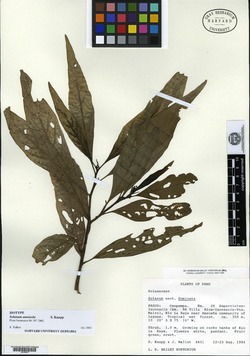 Solanum amnicola image