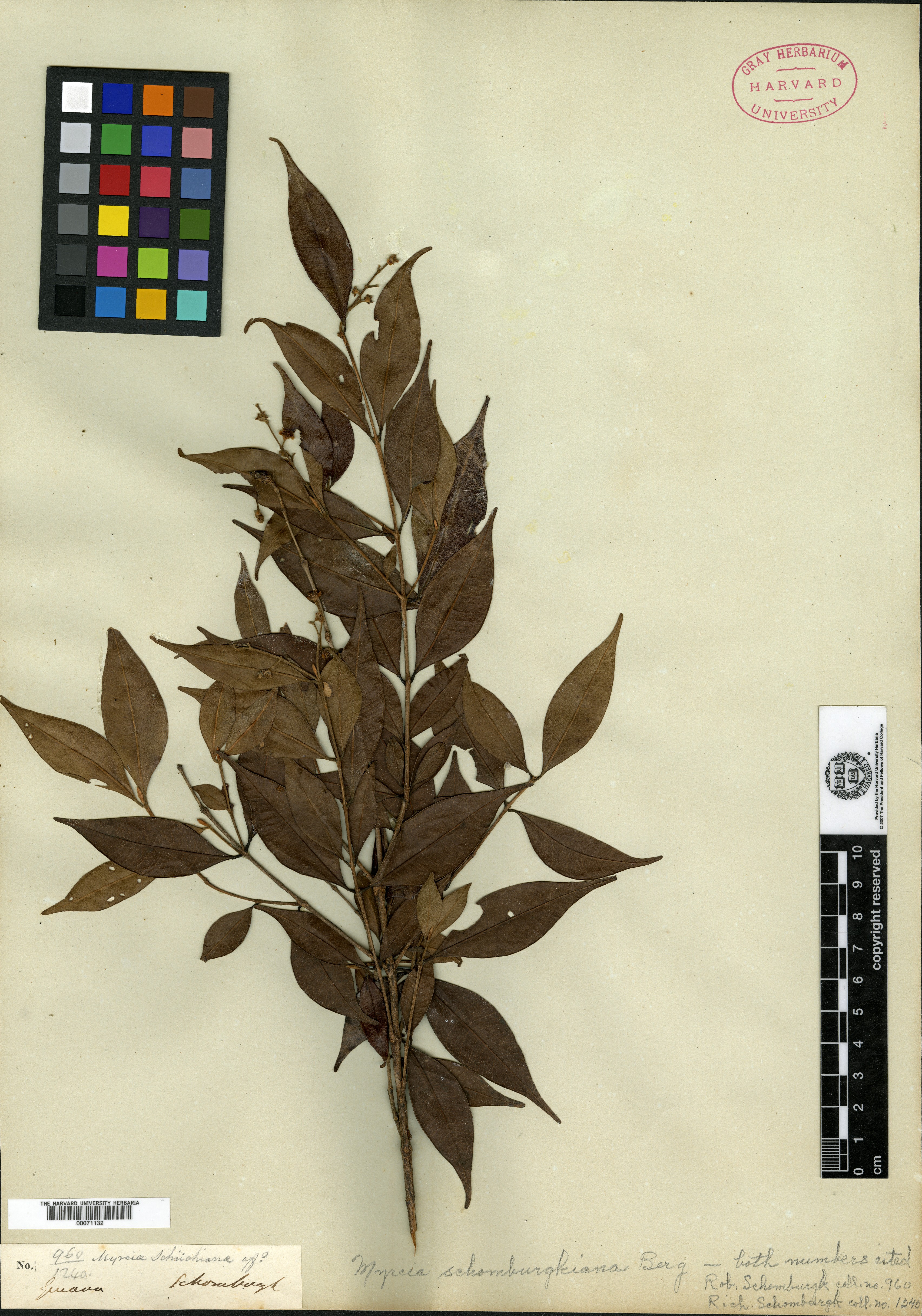 Myrcianthes minimifolia image