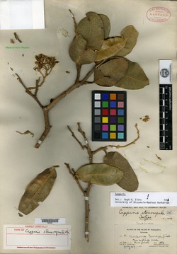 Calanthea stenosepala image