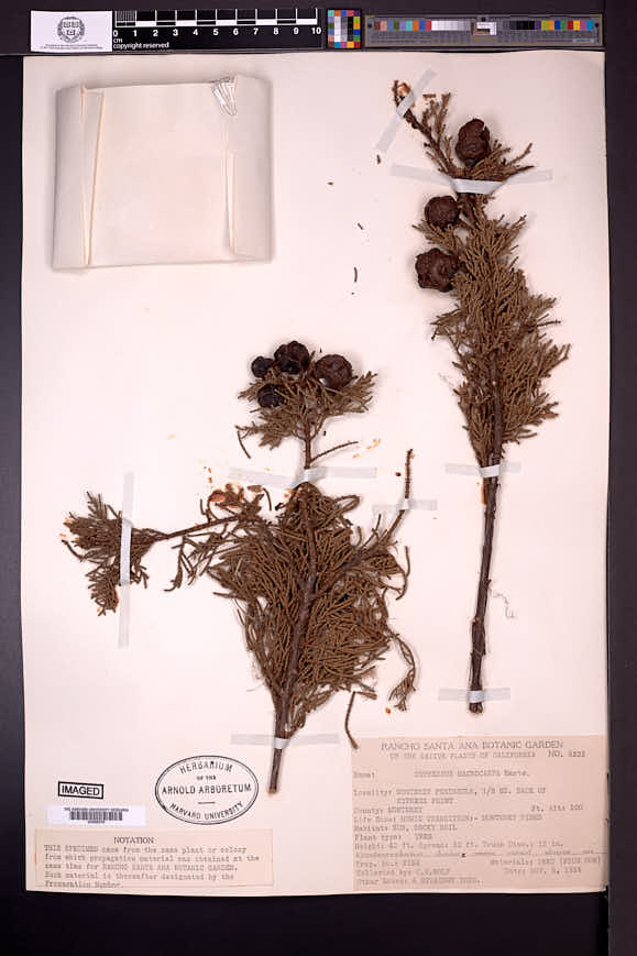 Cupressus macrocarpa image