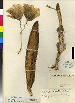 Cattleya warscewiczii image