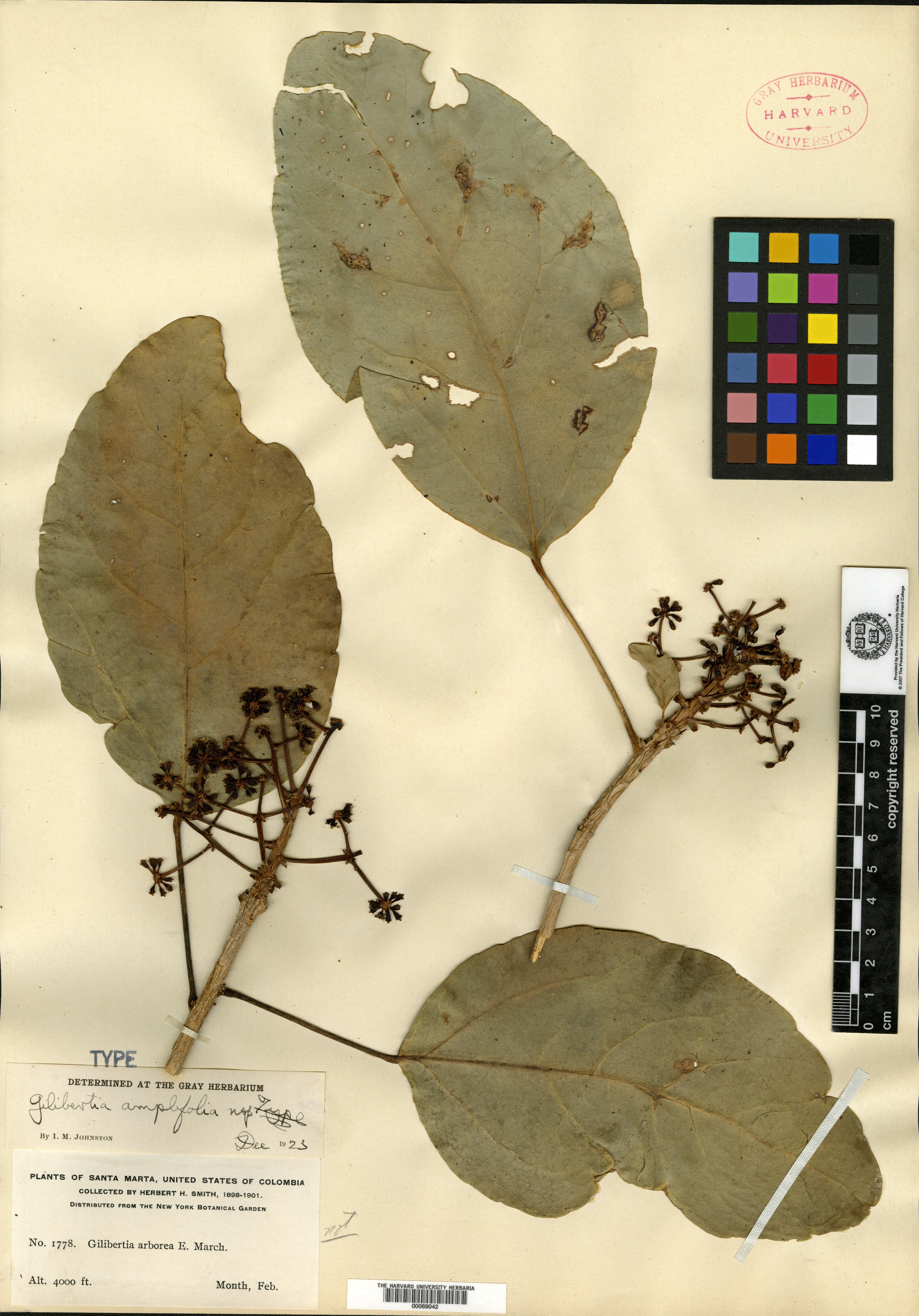 Gilibertia amplifolia image
