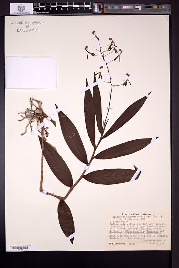 Grammatophyllum scriptum image