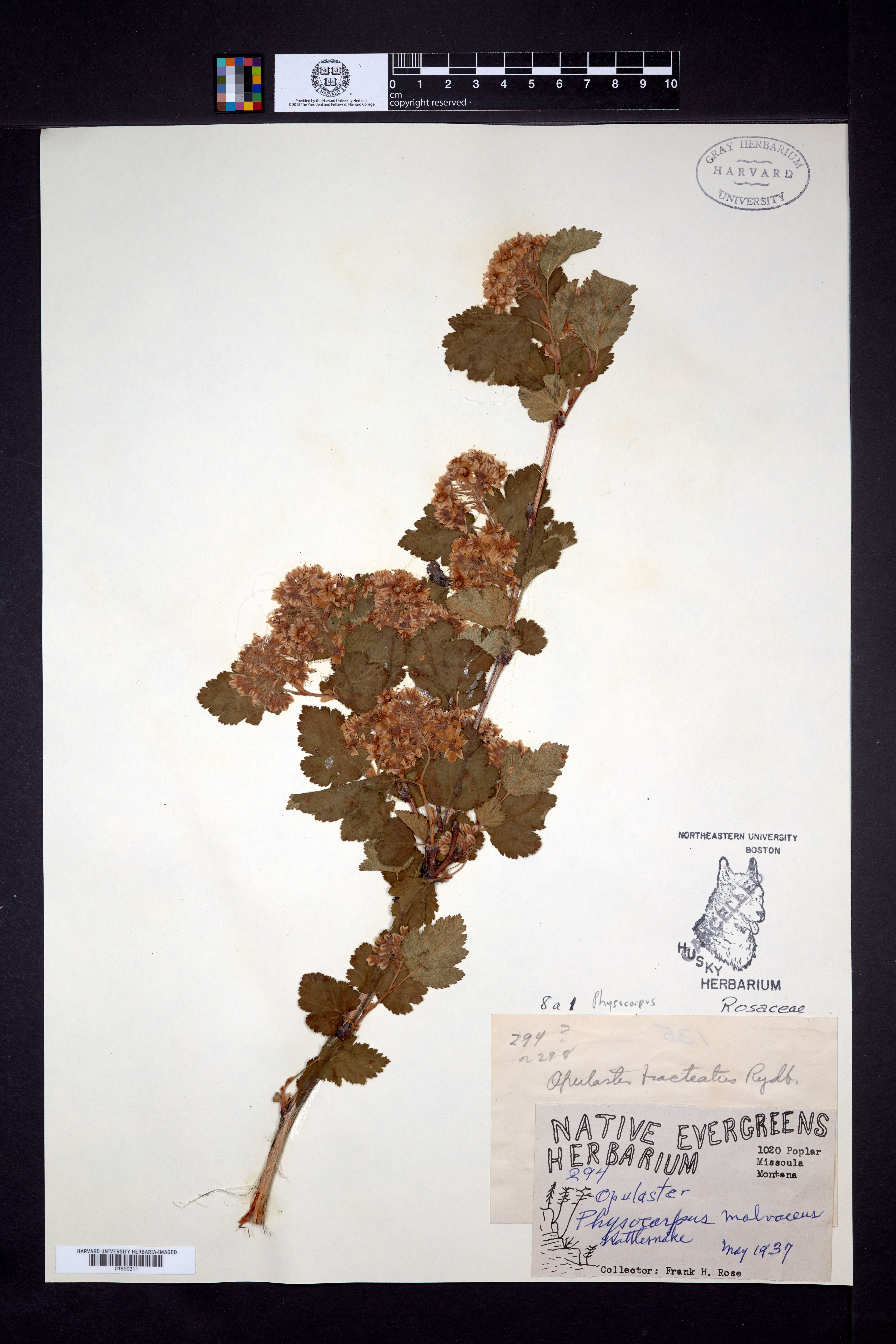Physocarpus bracteatus image
