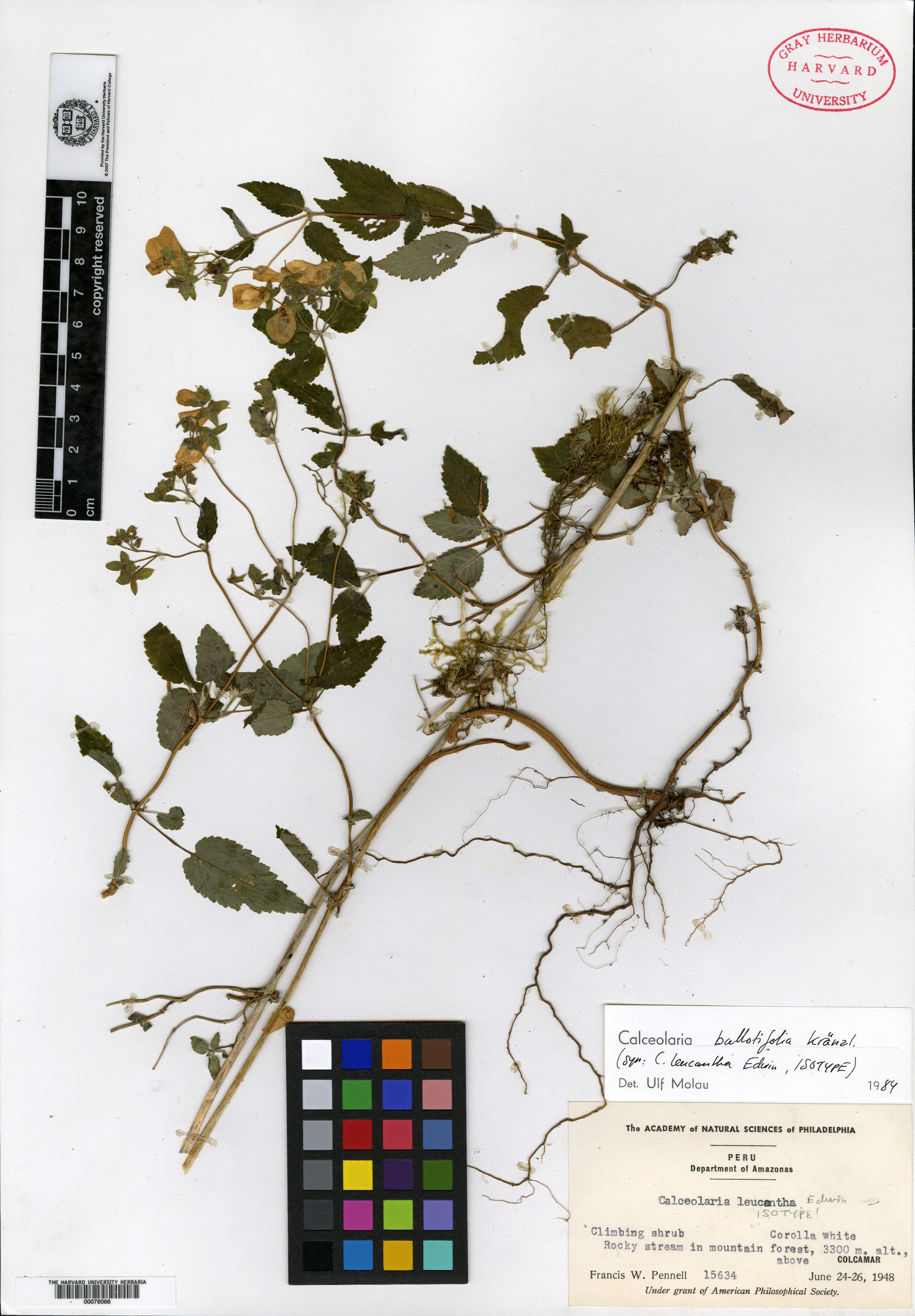 Calceolaria ballotifolia image