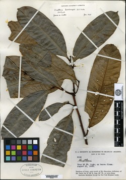 Guatteria brevicuspis image
