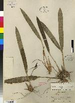 Maxillaria ramonensis image